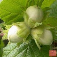 Фундук Первенец ОКС