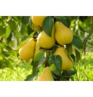 Груша колоновидная Декора ОКС