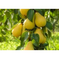 Груша колоновидная Декора ОКС