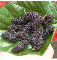 Шелковица черная Хартут ОКС