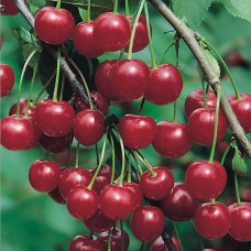 Вишня Молодежная ОКС АКЦИЯ