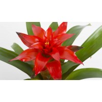 Растение Гузмания микс 12х40см