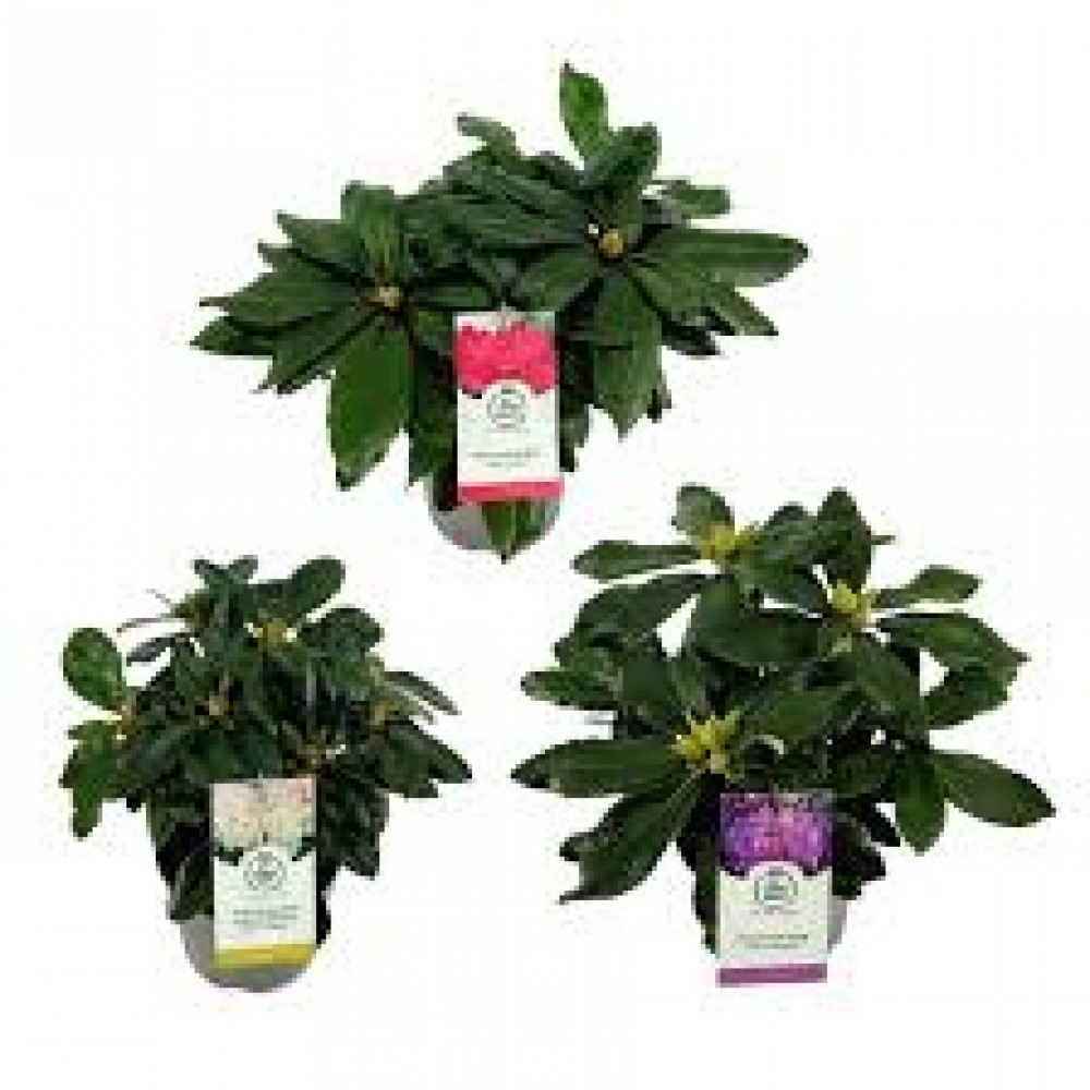 Растение Рододендрон 12х17см