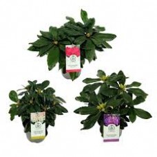 Растение Рододендрон 12х17см