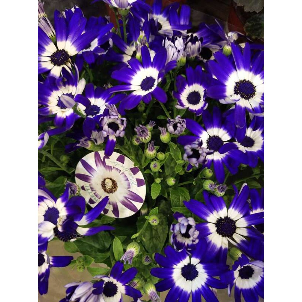 Растение Рододендрон 12х17см