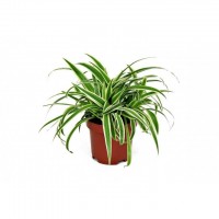 Растение Хлорофитум 12х25см