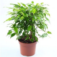 Растение Фикус Грин Кинки 12х25см