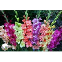 Гладиолус микс (горшок 3 шт)