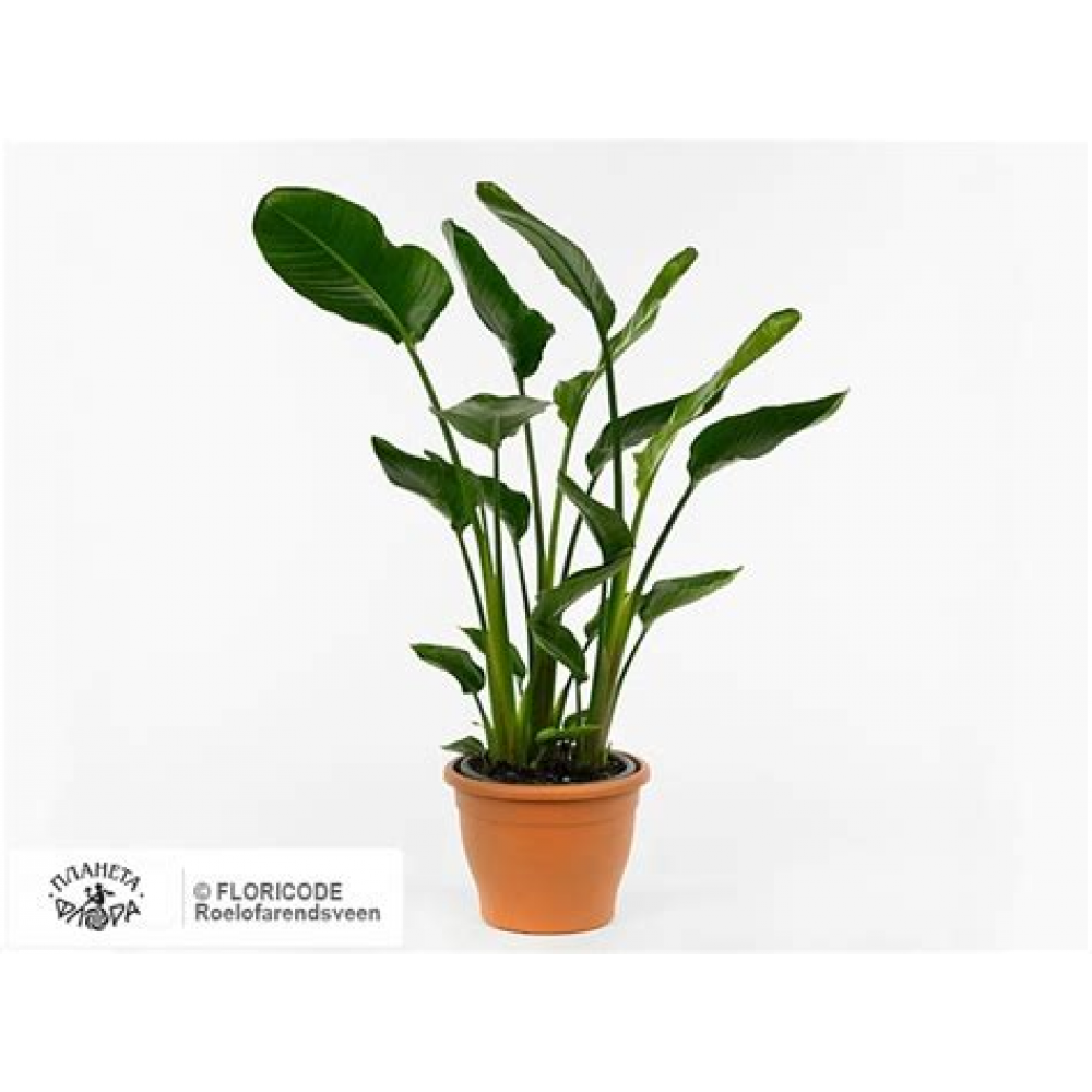 Растение Стефанотис 12х45см Растение Стефанотис 12х45см