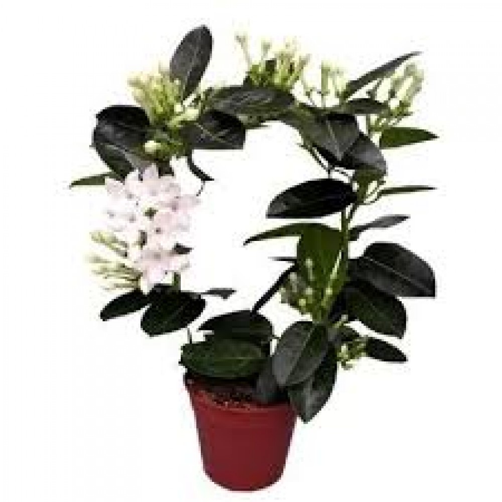 Растение Стефанотис 12х45см Растение Стефанотис 12х45см