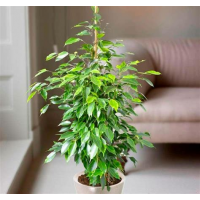 Растение Фикус Бенджамина 14х60см