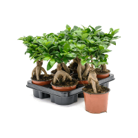 Растение Фикус Гинсент 15х40см