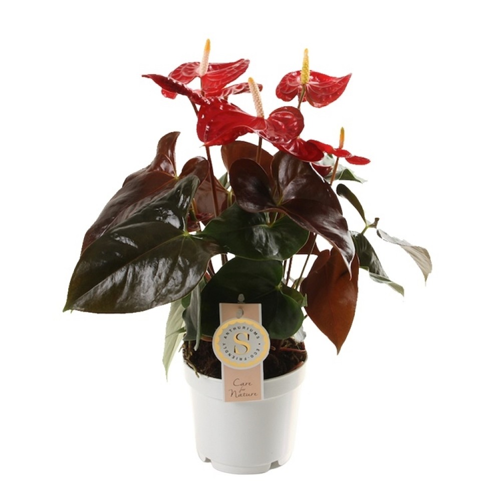 Растение Антуриум 14х45см Растение Антуриум 14х45см
