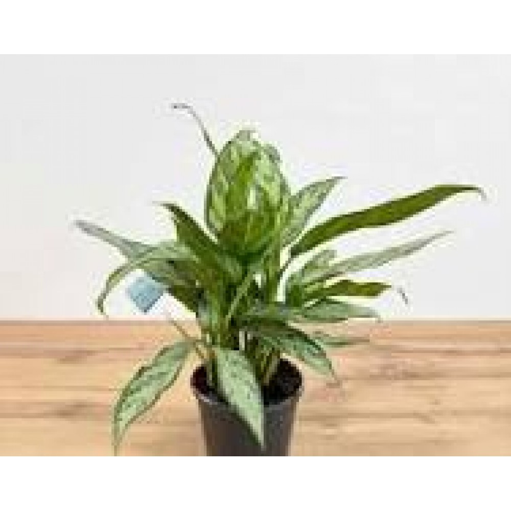 Растение Аглаонема 14х40см