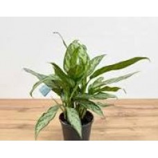Растение Аглаонема 14х40см