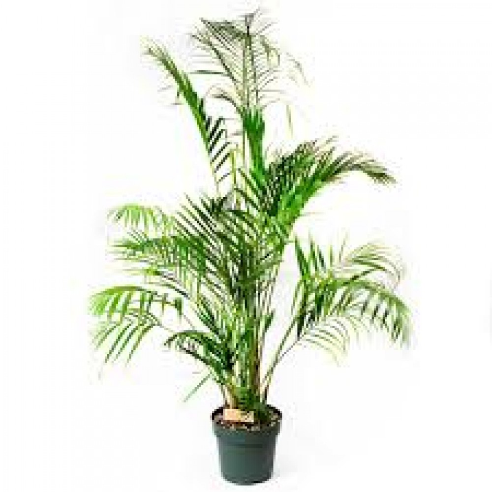 Растение Дипсис 17х60см Растение Дипсис 17х60см