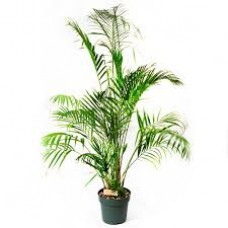 Растение Дипсис 17х60см