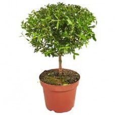 Растение Мирт 12х30см