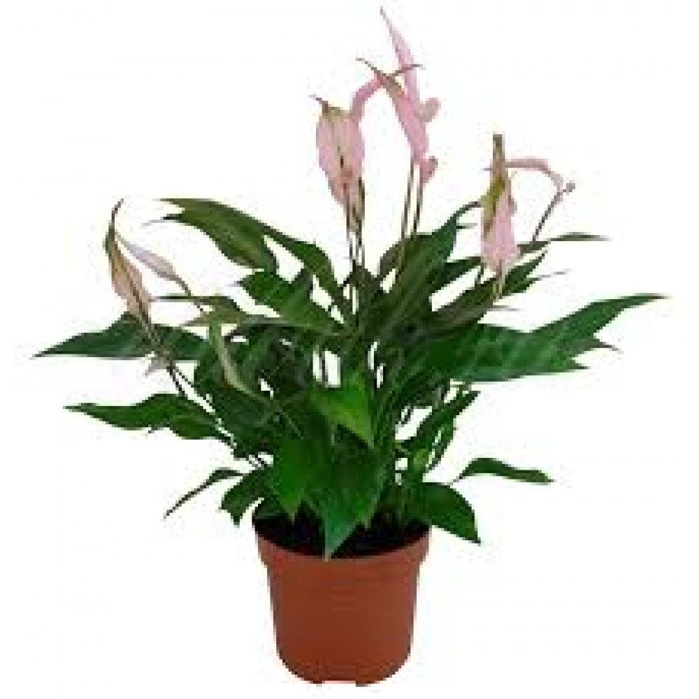 Растение Спатифиллум цветной 9х30см