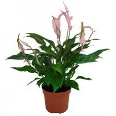Растение Спатифиллум цветной 9х30см