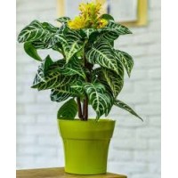 Кашпо Тоскана 2,25л папоротник с поддоном 5PL0675