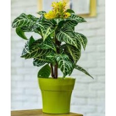 Кашпо Тоскана 2,25л папоротник с поддоном 5PL0675