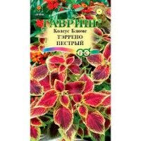 Семена Цветы Колеус Тэррено пестрый 4шт 