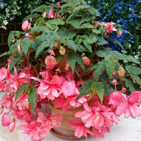 Семена Цветы Бегония Алькор F1 клубневая 4шт.