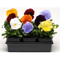 Семена Цветы Виола Бали F1 Виттрока (Анютины глазки) 5шт