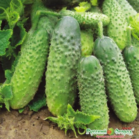 Семена Огурец Душенька F1 10шт