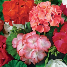 Семена Цветы Пеларгония Кабаре F2 садовая 4шт.