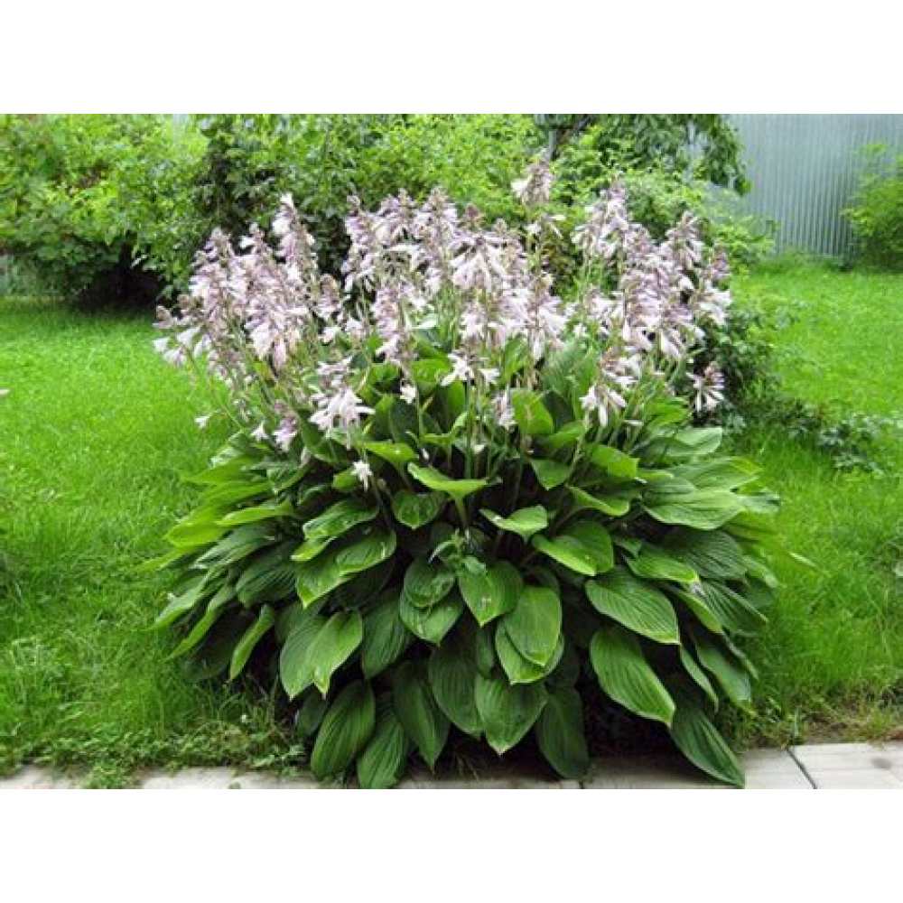 Семена Цветы Хоста Патриция смесь 5шт Семена Цветы Хоста Патриция смесь 5шт