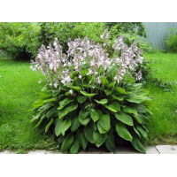 Семена Цветы Хоста Патриция смесь 5шт