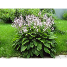 Семена Цветы Хоста Патриция смесь 5шт