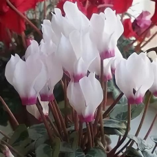 Семена Цветы Цикламен Анели персидский 3шт