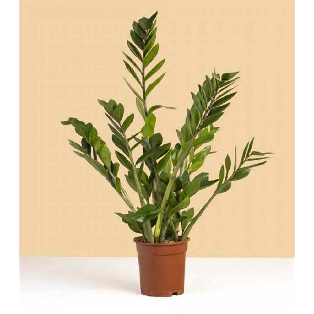 Растение Замиокулькас 11х30см