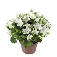 Растение Кампанула 10х20см