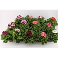 Растение Пелоргония 12х28см