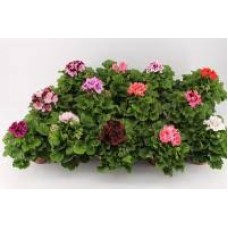 Растение Пелоргония 12х28см
