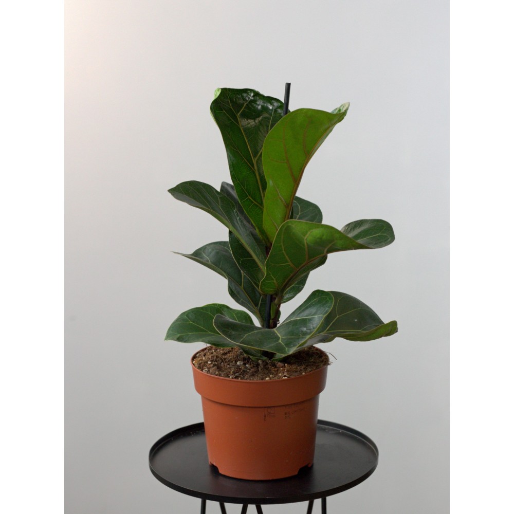 Растение Фикус Лирата 12х25см