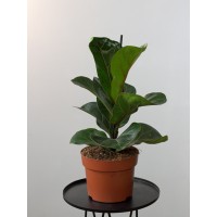 Растение Фикус Лирата 12х25см