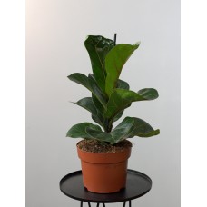 Растение Фикус Лирата 12х25см