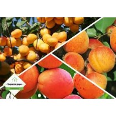 Дерево-сад Абрикос 3 сорта (Жигулевский сувенир, Триумф, Чемпион)