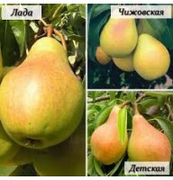 Дерево-сад Груша 3 сорта (Чижовская, Лада, Детская)