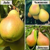 Дерево-сад Груша 3 сорта (Чижовская, Лада, Детская)