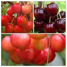 Дерево-сад Черешня 3 сорта (Брянская розовая, Валерий Чкалов, Юлия)