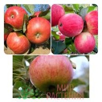 Дерево-сад Яблоня 3 сорта (Мелба, Конфетное, Медуница)