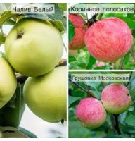 Дерево-сад Яблоня 3 сорта (Белый налив, Грушовка, Коричное полосатое)
