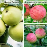 Дерево-сад Яблоня 3 сорта (Белый налив, Грушовка, Коричное полосатое)