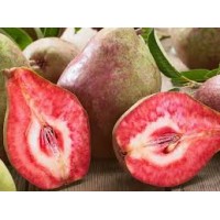 Груша красномякотная Блютберн
